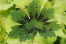Geranium phaeum 'Samobor'