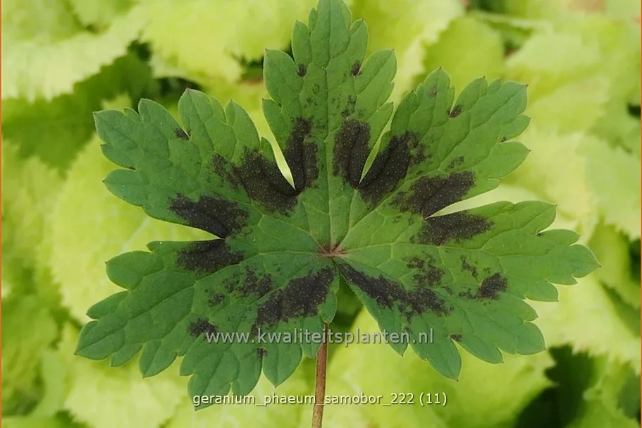 Geranium phaeum 'Samobor'