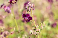 Geranium phaeum 'Samobor'