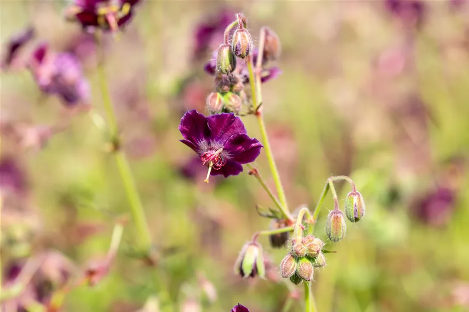 Geranium phaeum 'Samobor'