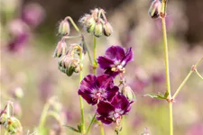 Geranium phaeum 'Samobor'