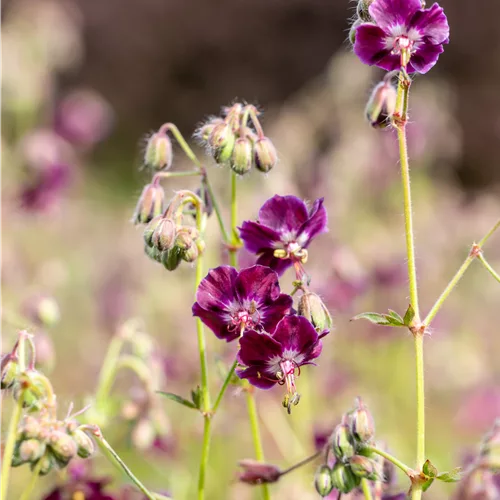 Geranium phaeum 'Samobor'