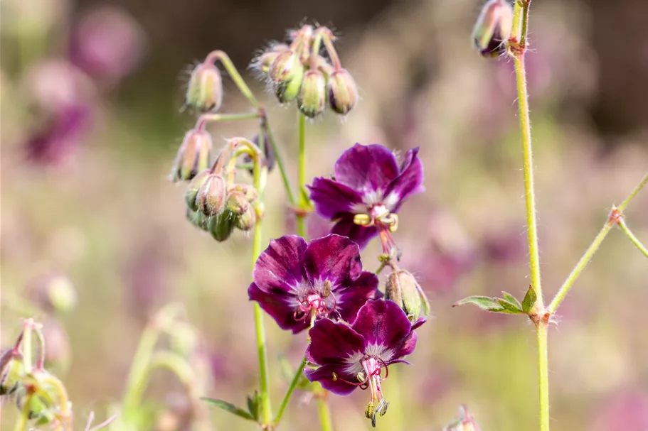 Geranium phaeum 'Samobor'