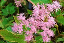 Filipendula palmata 'Kahome'