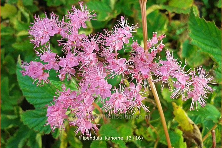 Filipendula palmata 'Kahome'