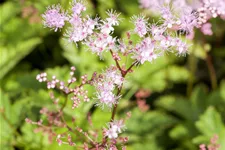 Filipendula palmata 'Kahome'
