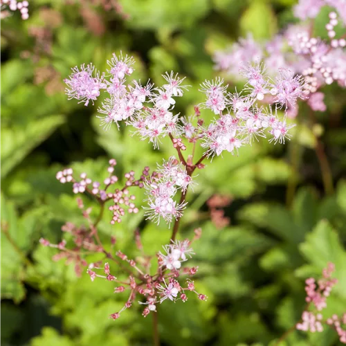 Filipendula palmata 'Kahome'
