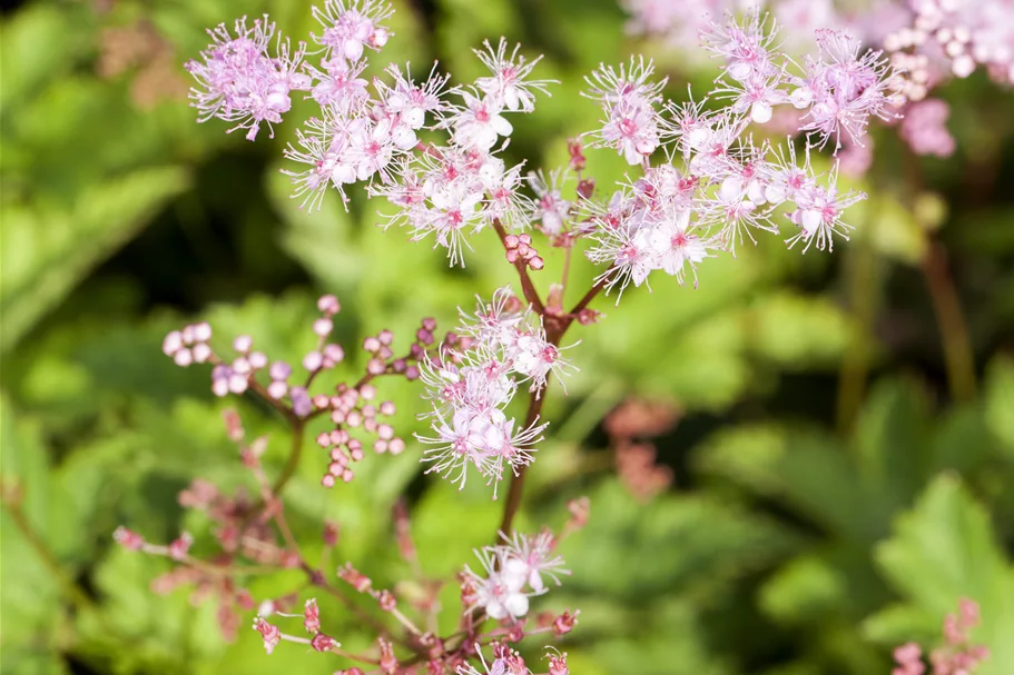 Filipendula palmata 'Kahome'