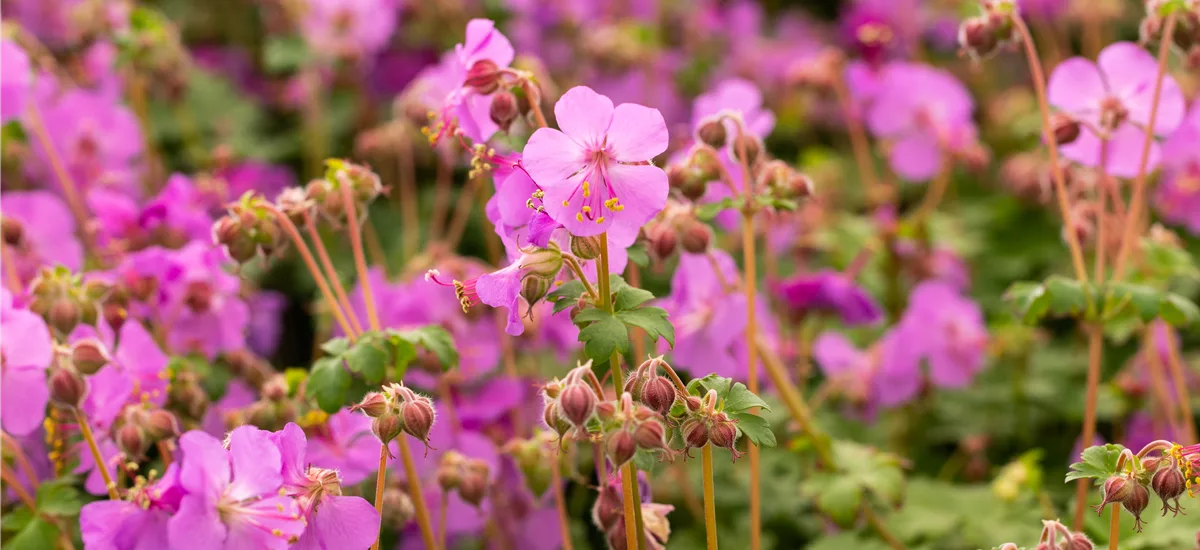 Geranium macrorrhizum 'Bevan´s Variety'