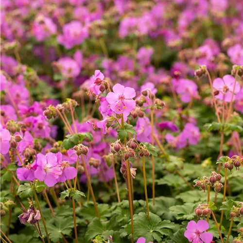 Geranium macrorrhizum 'Bevan´s Variety'