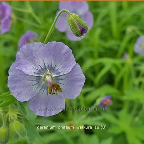 Geranium phaeum 'Walkure'