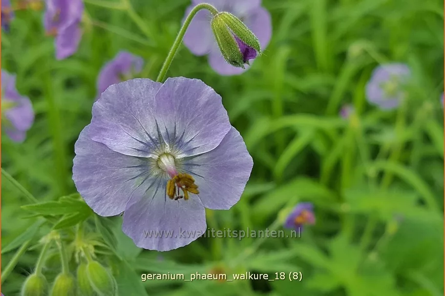 Geranium phaeum 'Walkure'