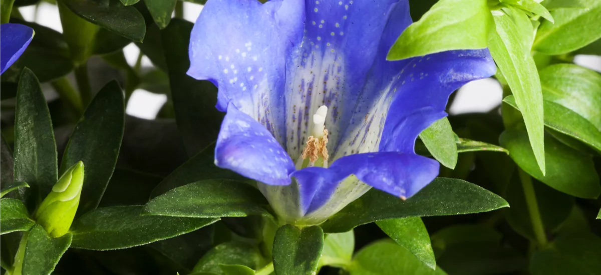Gentiana acaulis