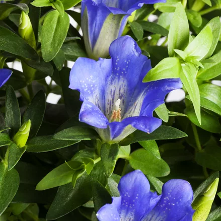 Gentiana acaulis