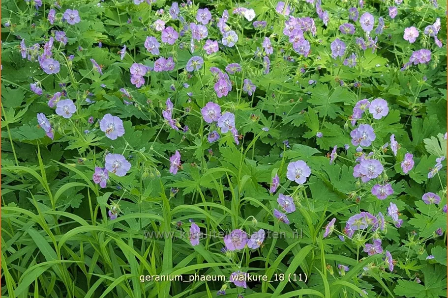 Geranium phaeum 'Walkure'