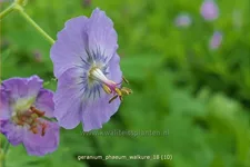 Geranium phaeum 'Walkure'