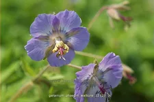 Geranium phaeum 'Walkure'