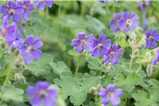 Geranium renardii 'Philippe Vapelle'