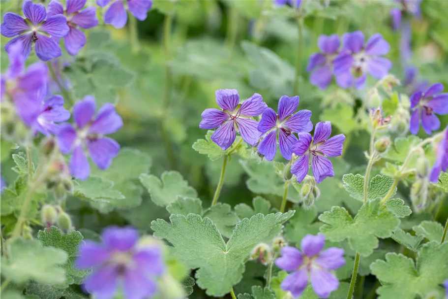 Geranium renardii 'Philippe Vapelle'