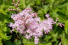 Filipendula palmata 'Nana'