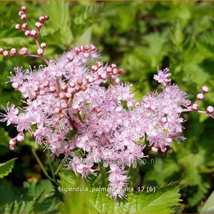 Filipendula palmata 'Nana'