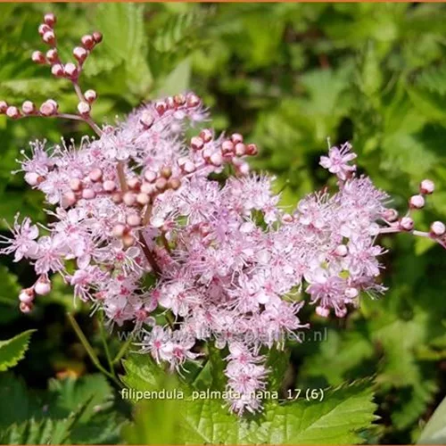 Filipendula palmata 'Nana'