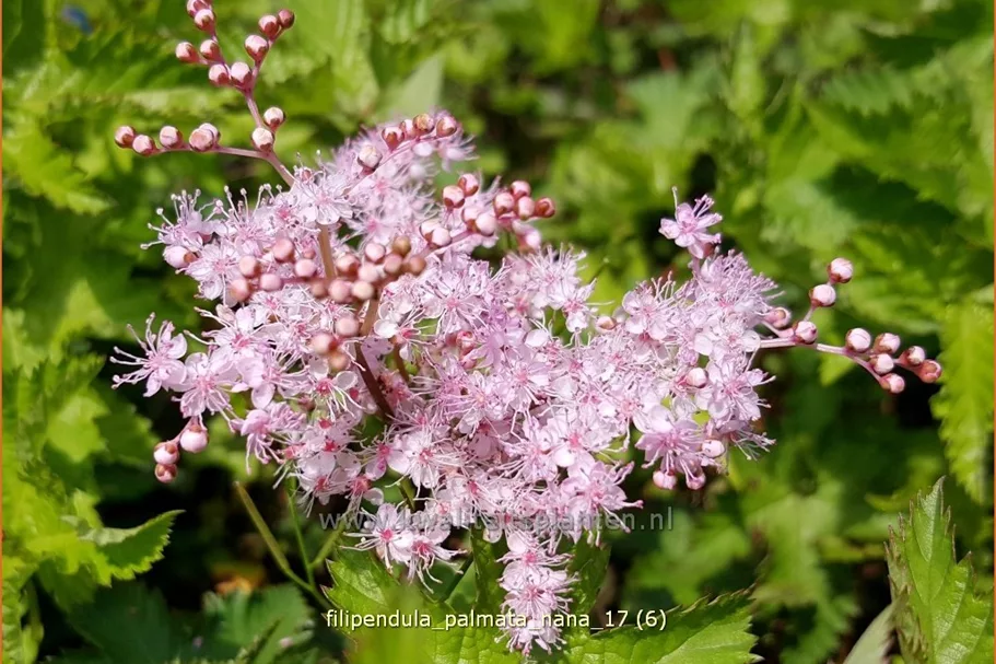 Filipendula palmata 'Nana'
