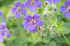 Geranium renardii 'Philippe Vapelle'