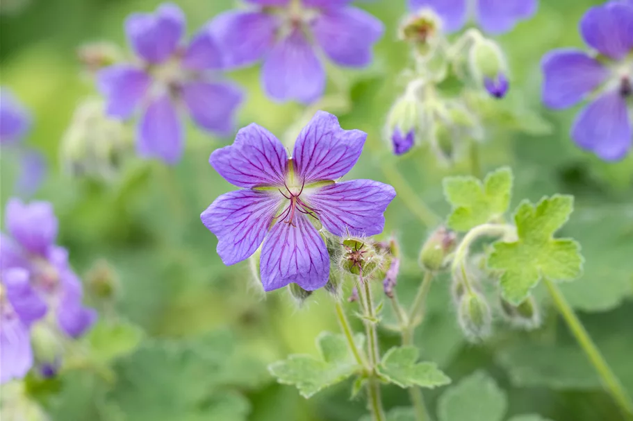 Geranium renardii 'Philippe Vapelle'