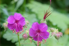 Geranium macrorrhizum 'Czakor'
