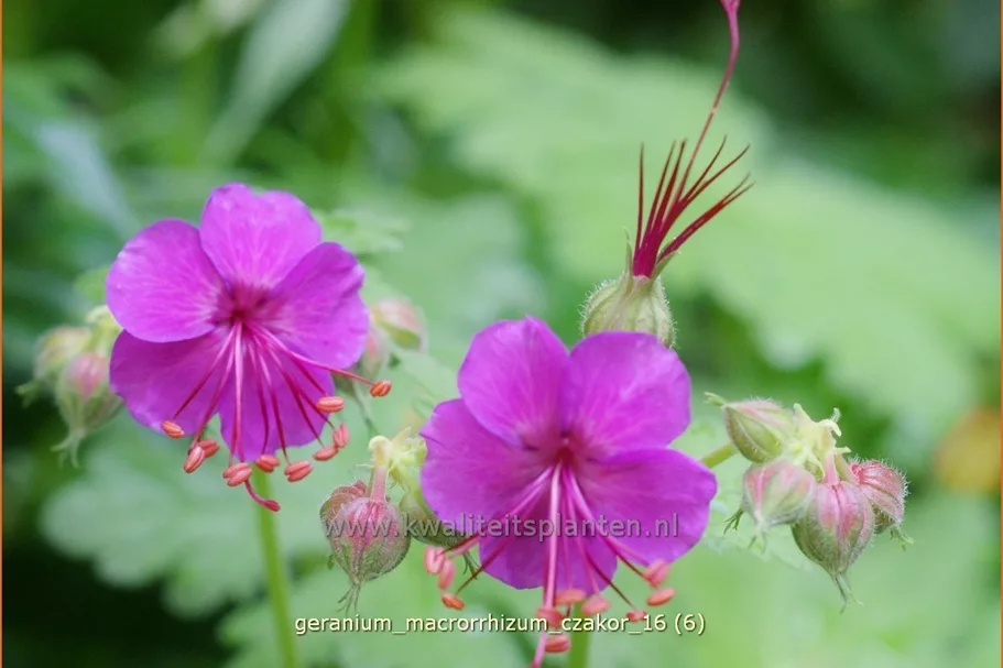 Geranium macrorrhizum 'Czakor'