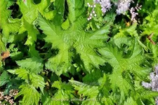 Filipendula palmata 'Nana'