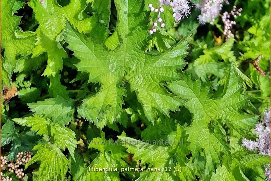 Filipendula palmata 'Nana'
