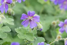 Geranium renardii 'Philippe Vapelle'