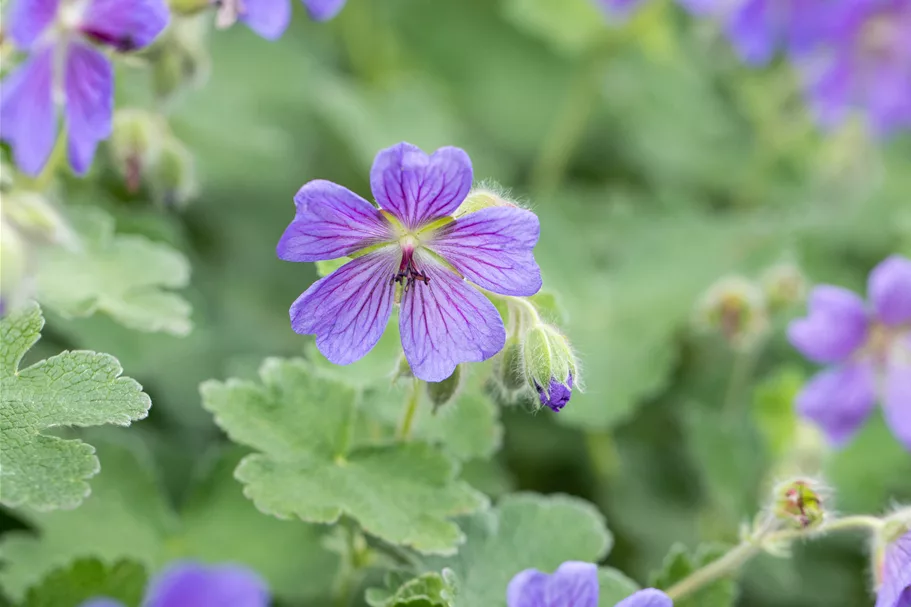 Geranium renardii 'Philippe Vapelle'