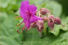 Geranium macrorrhizum 'Czakor'