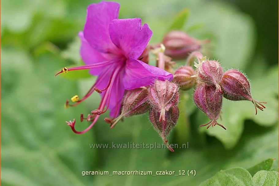Geranium macrorrhizum 'Czakor'