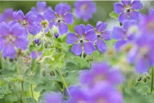 Geranium renardii 'Philippe Vapelle'