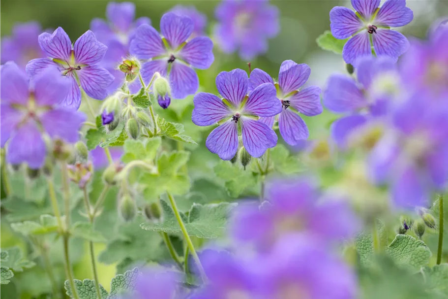 Geranium renardii 'Philippe Vapelle'