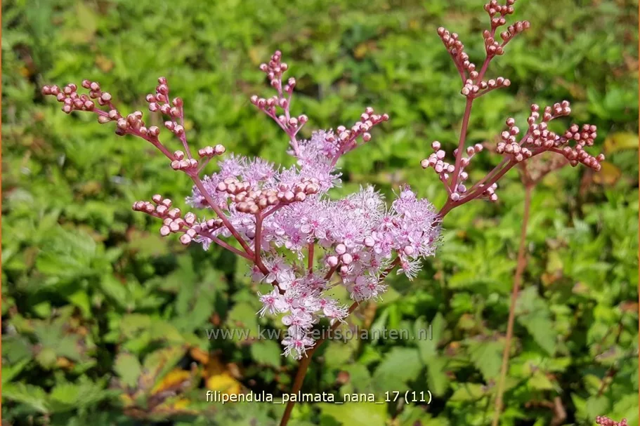 Filipendula palmata 'Nana'
