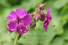 Geranium macrorrhizum 'Czakor'
