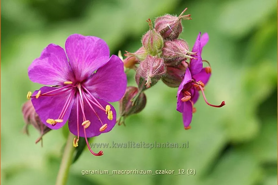 Geranium macrorrhizum 'Czakor'