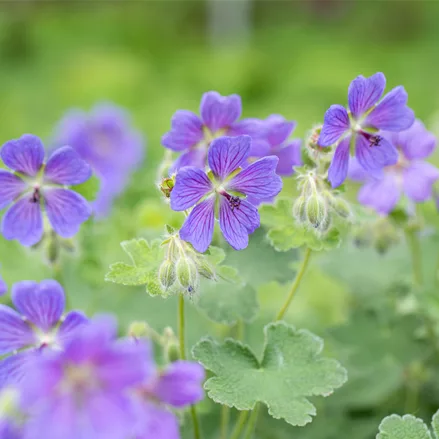 Geranium renardii 'Philippe Vapelle'
