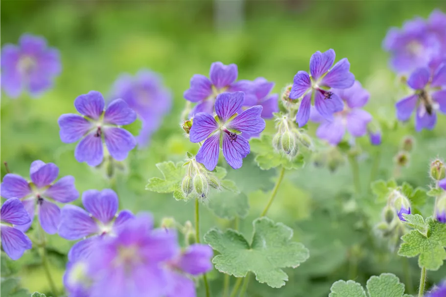 Geranium renardii 'Philippe Vapelle'