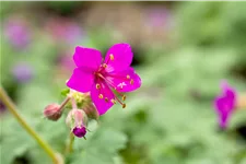 Geranium macrorrhizum 'Czakor'