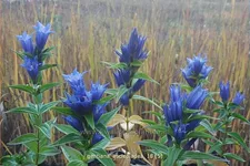 Gentiana asclepiadea