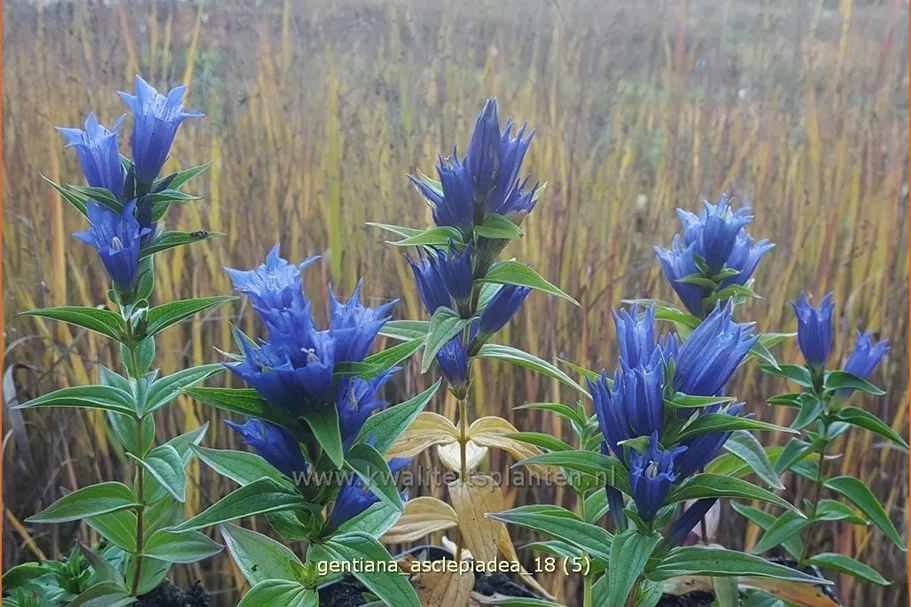 Gentiana asclepiadea