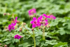 Geranium macrorrhizum 'Czakor'