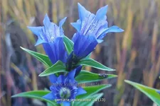 Gentiana asclepiadea