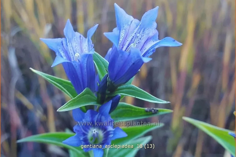 Gentiana asclepiadea
